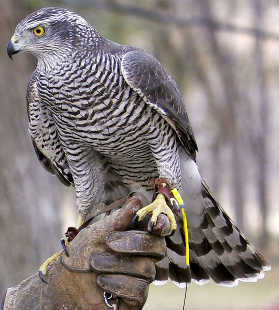 Finnish Goshawk